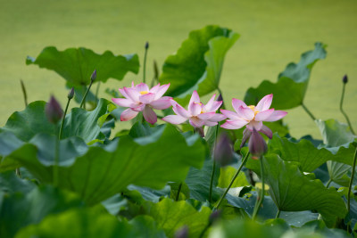 池塘里清新自然荷花