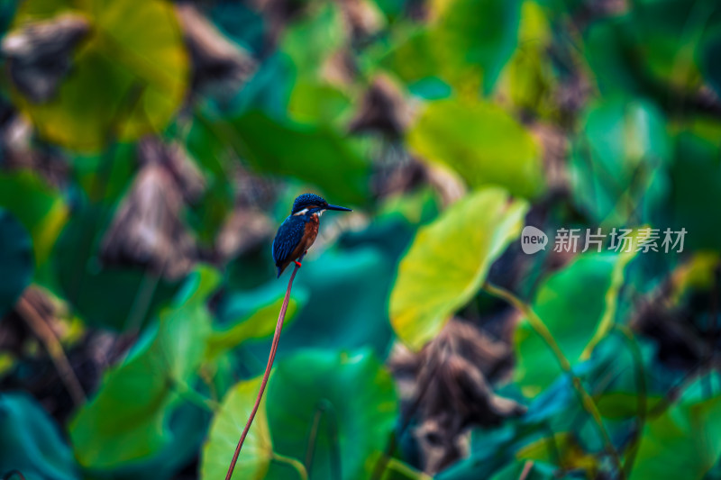 荷花池塘里的小鸟