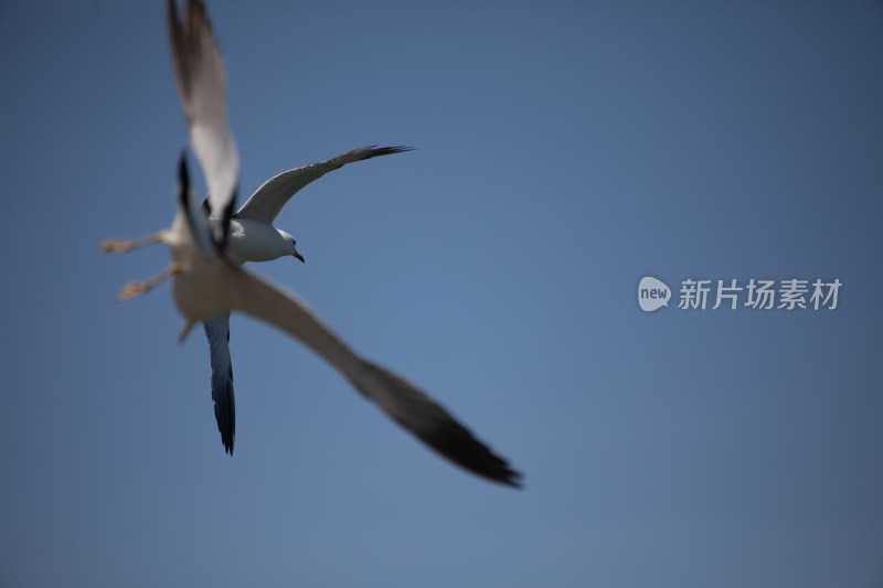 山东威海海天之间飞翔的海鸥