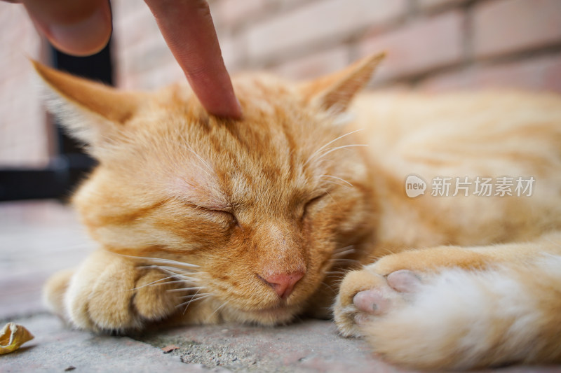 橘猫在街道旁休息