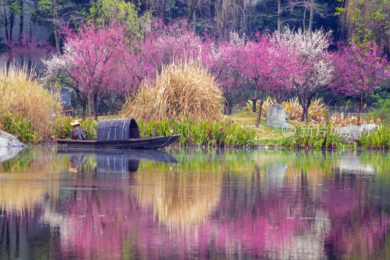 春天渔舟梅花