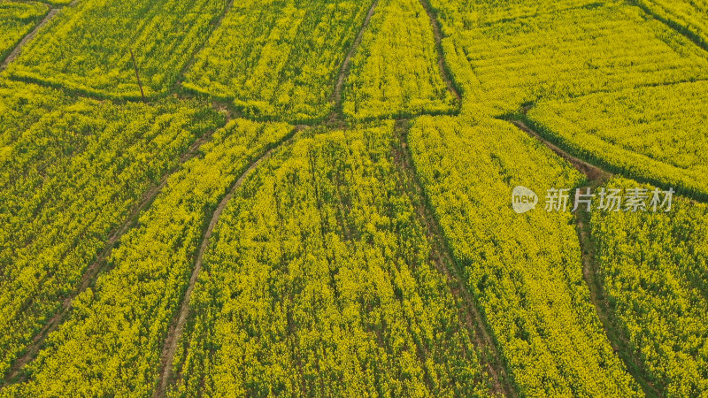 春天的油菜花田