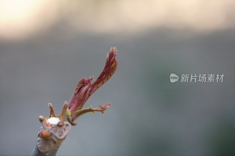 春季鲜嫩的香椿芽