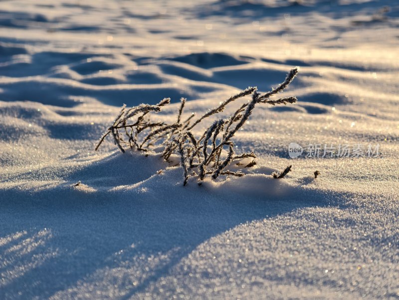 冬日雪景中的枯枝