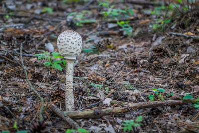 野生菌蘑菇生长环境菌类山菌野生菌