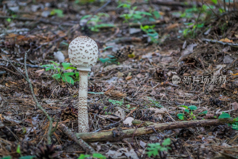 野生菌蘑菇生长环境菌类山菌野生菌