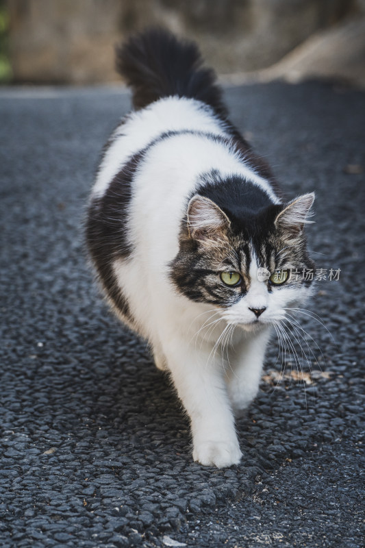 城市里街头一只流浪猫