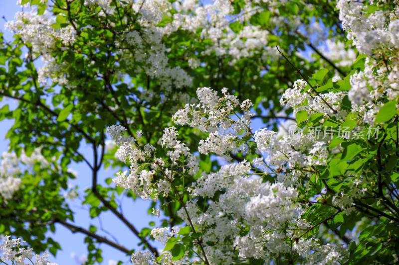 白色丁香花