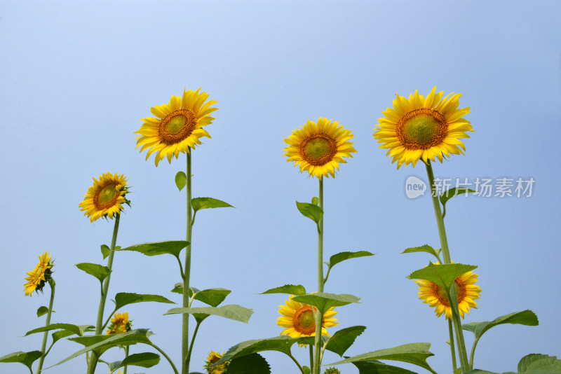 向日葵花朵盛开农业种植