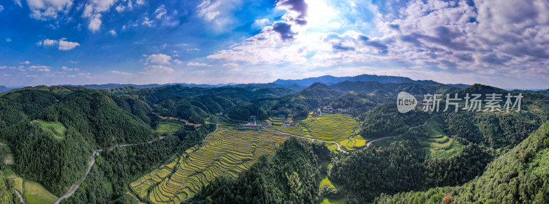 大山梯田农业种植金黄稻田航拍全景图