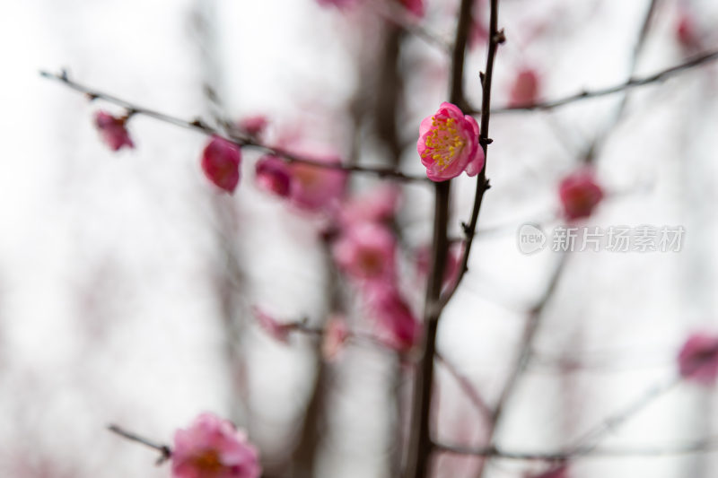 粉色的花