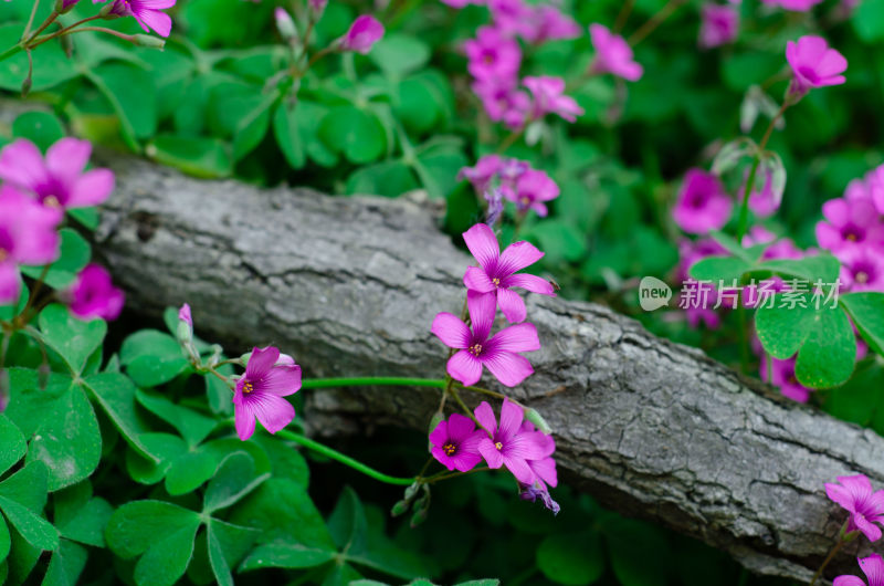 紫色小花与树干特写