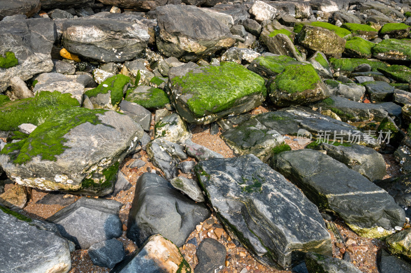 布满青苔的海边岩石