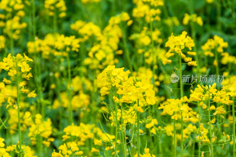 金黄油菜花田景观