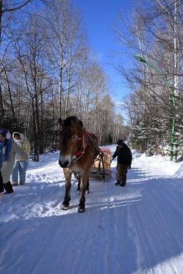 雪地上有人赶着马拉雪橇前行