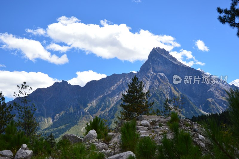 高原上的雪上绿树