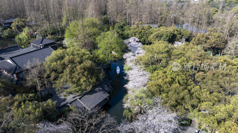 杭州西湖古风建筑与樱花树下的小船