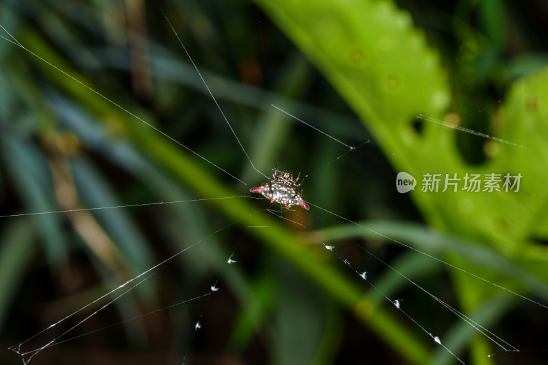 蜘蛛于蛛网上的自然景象