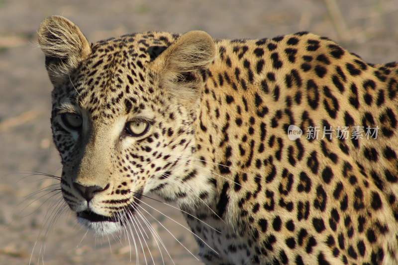 野生动物豹子猎豹猎食动物