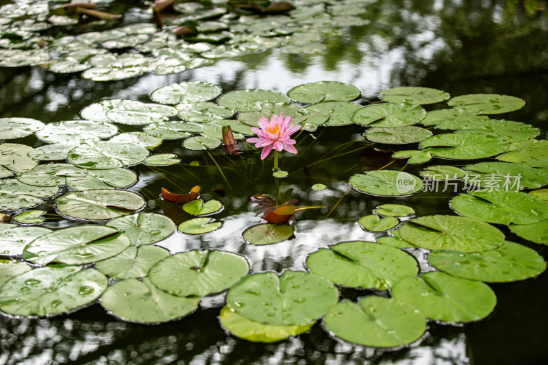 植物园睡莲特写