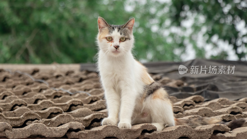 胡同屋檐的猫