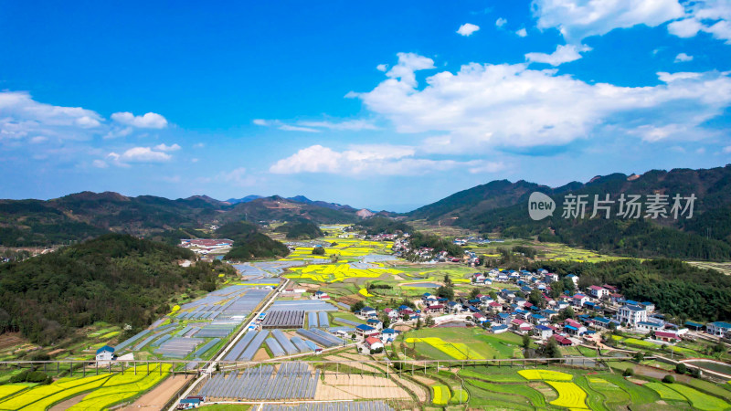 田园油菜花