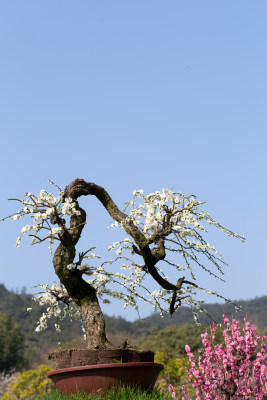 典雅的梅花盆景梅花盛开