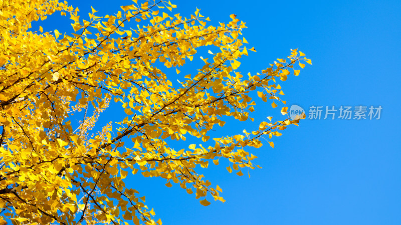 唯美树木树林白果树阳光银杏树叶
