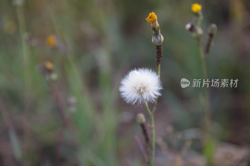 野外草丛里盛开的蒲公英特写