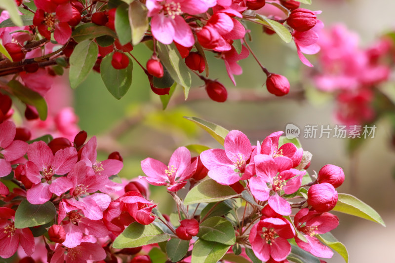 北京元大都海棠花溪