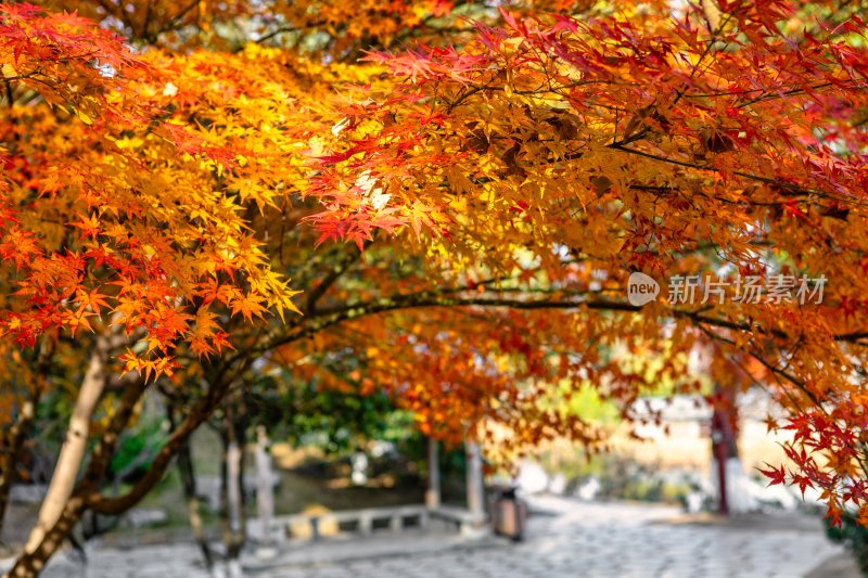 江苏省镇江金山及金山寺的秋季风光