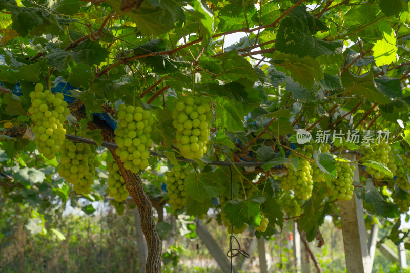 阳光玫瑰葡萄园绿色葡萄种植