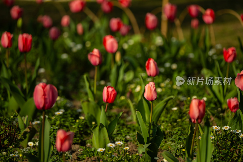 春天公园花海郁金香盛开花朵