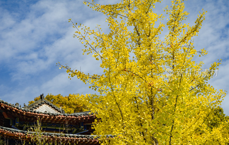 洛阳白云山风景区，秋季银杏树灿烂金黄