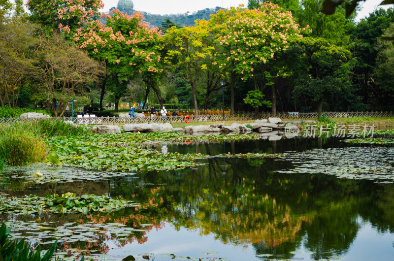 青岛中山公园湖边秋日风光