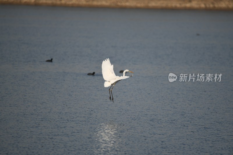 水中野生白鹭