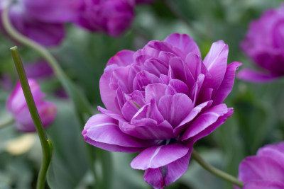 杭州太子湾多彩郁金香花海景观