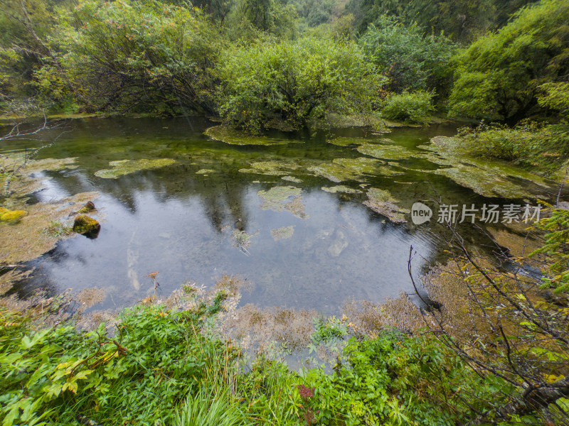 静谧的森林与湖景