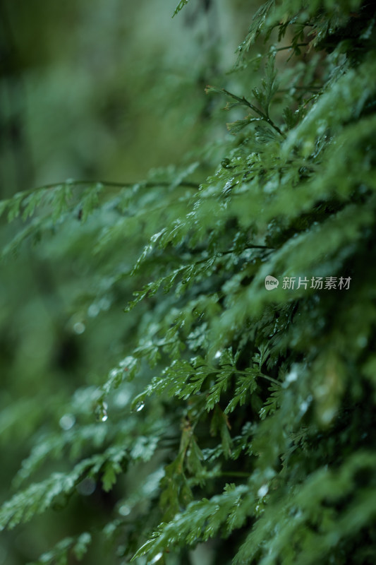 雨天清新植物特写