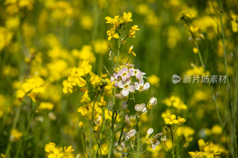 春天野外金灿灿的油菜花田金黄色花海