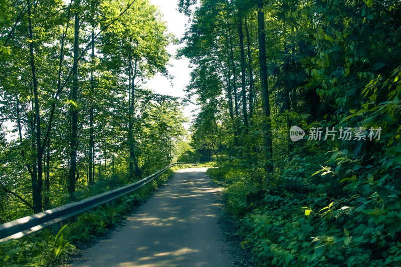 阳光洒落的林间小路