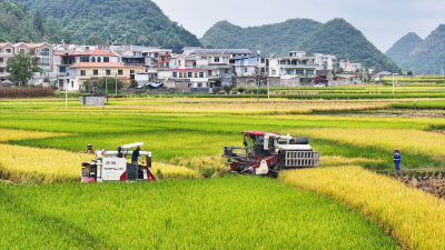 美丽乡村  水稻丰收农业机械收割稻谷