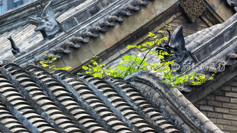 古建筑屋檐绿叶