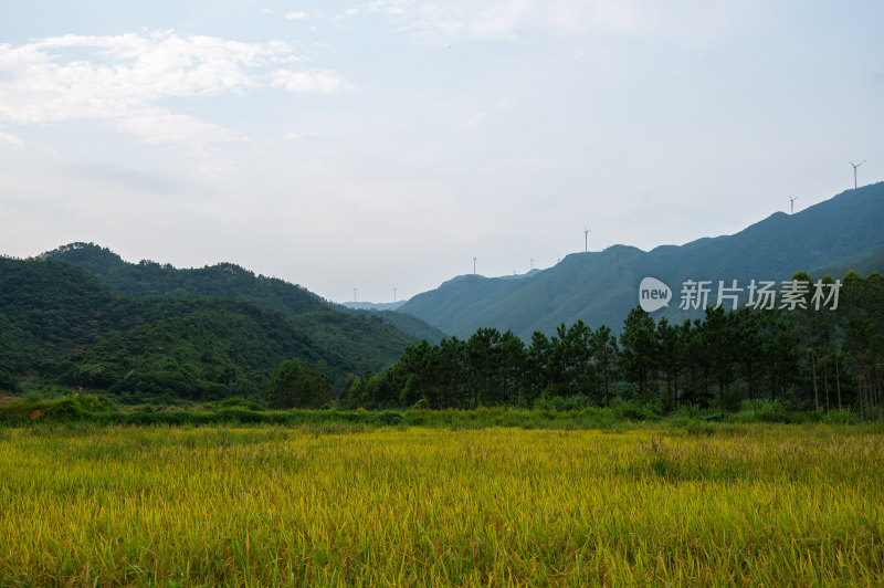 高山田野景观