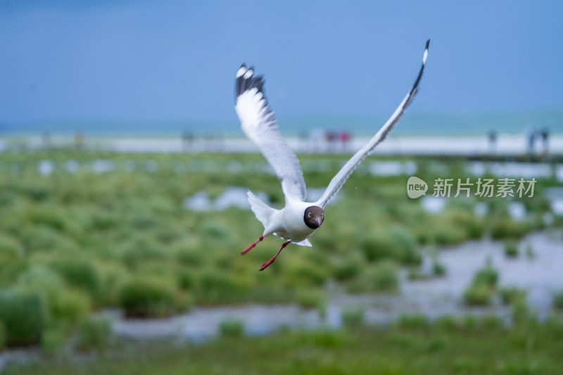 若尔盖的海鸥