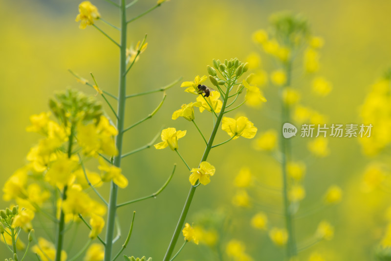 春天油菜花和蜜蜂