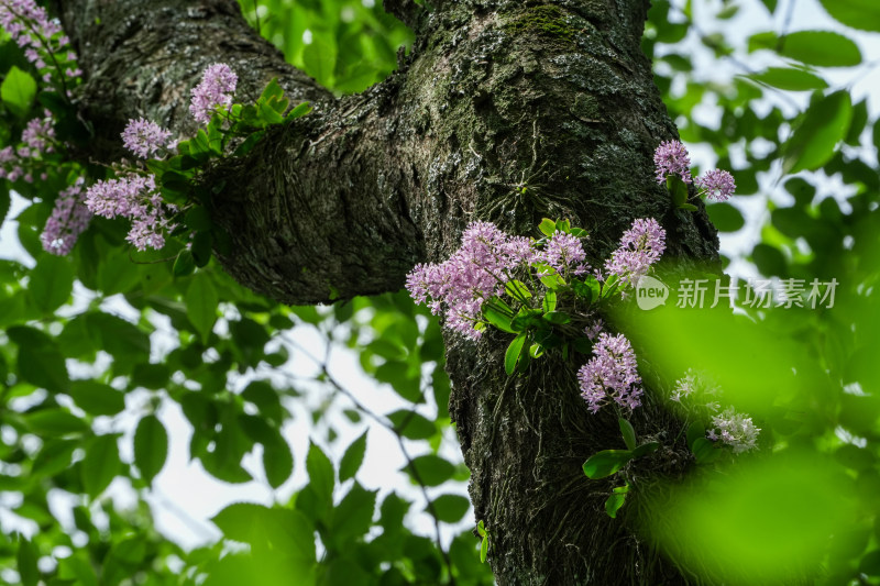 象鼻兰——国家一级濒危保护植物