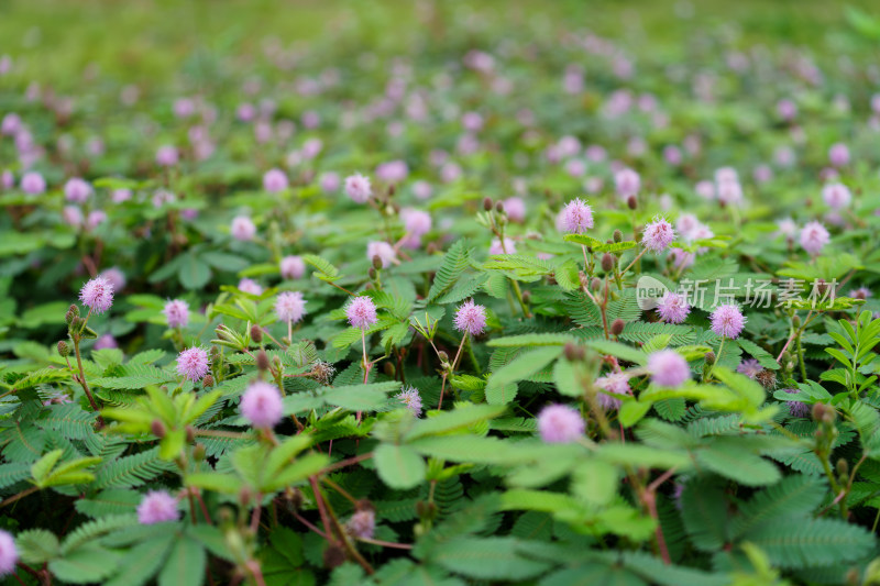 满是粉花绿叶的含羞草特写