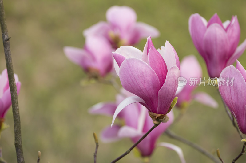 春天百花盛开