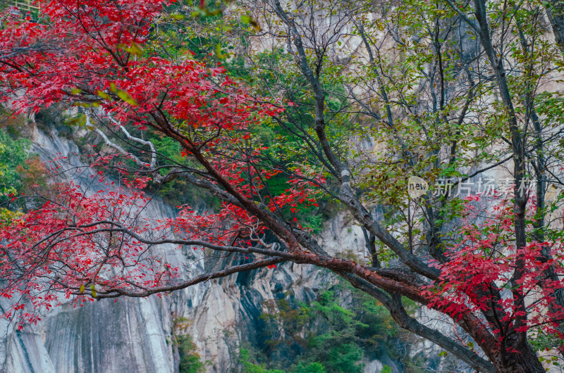 河南省洛阳白云山九龙潭秋天风景